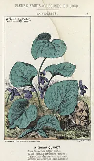 La Violette: Cartoon on Edgar Quinet - ill. from 09/03/1871 in 'Flowers La Violette: Cartoon on Edgar Quinet - ill. from 09/03/1871 in 'Flowers