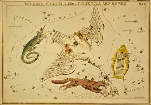 Lacerta, Cygnus, Lyra, Vulpecula and Anser, Illustration from Urania's Mirror, 1825 (etching) Lacerta, Cygnus, Lyra, Vulpecula and Anser, Illustration from Urania's Mirror, 1825 (etching)