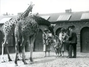 Three ladies with three small children visit the Giraffe in their paddock ouside Three ladies with three small children visit the Giraffe in their paddock ouside