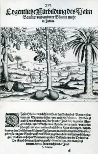 Landscape, Illustration from India Orientalis, 1598 (engraving)