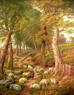 Images Dated 15th August 2007: Landscape with Sheep