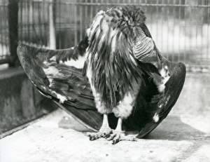 A Lappet-faced Vulture standing on the floor of its enclosure, preening its wing feathers A Lappet-faced Vulture standing on the floor of its enclosure, preening its wing feathers
