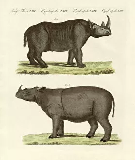 Black Rhinoceros Collection: Large four-footed mammals (coloured engraving)