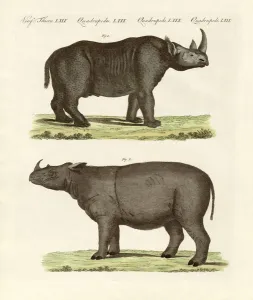 Large four-footed mammals (coloured engraving) Large four-footed mammals (coloured engraving)