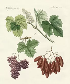 Large and small raisins (coloured engraving)