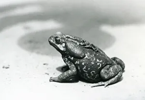 The largest and smallest toad in the menagerie in August 1928 (b/w photo) The largest and smallest toad in the menagerie in August 1928 (b/w photo)
