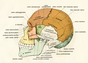 Lateral Diagram of the Bones of the Human Skull, 1906 (engraving) Lateral Diagram of the Bones of the Human Skull, 1906 (engraving)