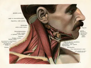 Lateral View of the Muscles and Glands of the Human Neck, 1906 (engraving) Lateral View of the Muscles and Glands of the Human Neck, 1906 (engraving)