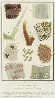 Le Microscope, Applique a l etude des Vegetaux (colour litho)