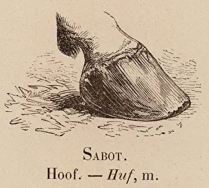 Le Vocabulaire Illustre: Sabot; Hoof; Huf Print Art Prints