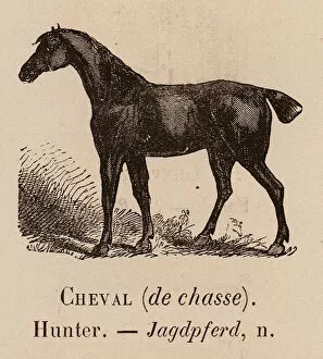 Le Vocabulaire Illustre: Cheval (de chasse); Hunter; Jagdpferd (engraving)