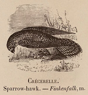 Le Vocabulaire Illustre: Crecerelle; Sparrow-hawk; Finkenfalk (engraving)