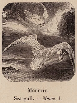 Sea Gull Gallery: Le Vocabulaire Illustre: Mouette; Sea-gull; Mewe (engraving)