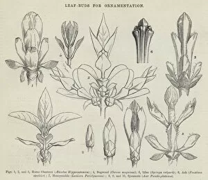 Sycamore Gallery: Leaf-Buds for Ornamentation (engraving)