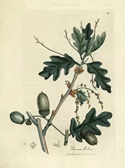 Robur Gallery: Leaves and acorns of the common oak, Quercus robur