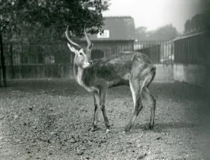 A Lechwe at London Zoo, September 1921 (b/w photo) A Lechwe at London Zoo, September 1921 (b/w photo)