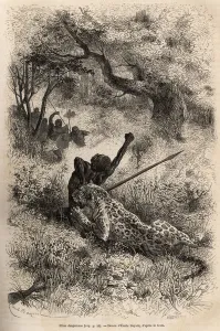 A leopard leaps on a man and bites him cruelly on his back A leopard leaps on a man and bites him cruelly on his back