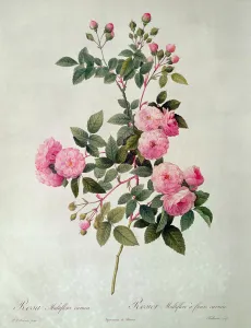 Les Roses de Thory, Rosa Multiflora Carnea (lithograph) Les Roses de Thory, Rosa Multiflora Carnea (lithograph)