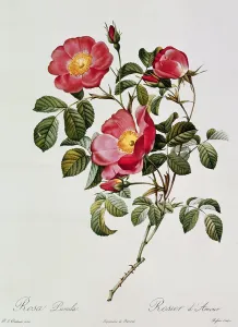 Les Roses de Thory. Rosa Pumilia (colour lithograph) Les Roses de Thory. Rosa Pumilia (colour lithograph)