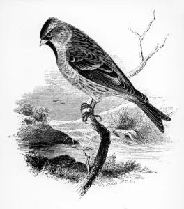 The Lesser Redpole, illustration from A History of British Birds by William Yarrell The Lesser Redpole, illustration from A History of British Birds by William Yarrell