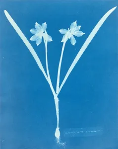 Leucojam Varium by Anna Atkins, 1854 (cyanotype) Leucojam Varium by Anna Atkins, 1854 (cyanotype)