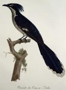 Levaillant's Cuckoo (Clamator levaillantii), engraving from Histoire Naturelle des Levaillant's Cuckoo (Clamator levaillantii), engraving from Histoire Naturelle des