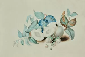Flowers Of Earth Gallery: Still life, 19th century (Watercolour)
