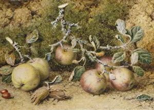 Still Life with Apples, Hazelnuts and Rosehips, (pencil and watercolour)