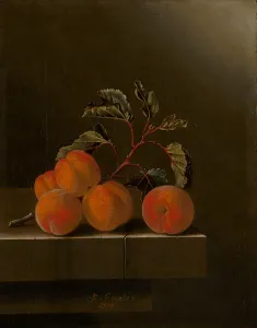 Still Life with Five Apricots, 1704 (oil on canvas) Still Life with Five Apricots, 1704 (oil on canvas)
