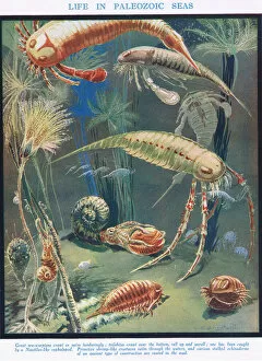Echinoderms Gallery: Life in Paleozoic Seas, illustration from The Science of Life (colour litho)
