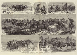 Life amongst the Wild Horses of the Puszta, or Hungarian Heath Contry (engraving)