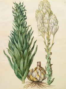 Lilium candidum monstrosum from the album Gottorfer Codex, c.1650 (gouache on parchment) Lilium candidum monstrosum from the album Gottorfer Codex, c.1650 (gouache on parchment)
