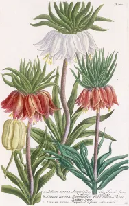 Lilium corona Imperialis (Crown imperial lily), 1737-1745 (engraved and mezzotint plate Lilium corona Imperialis (Crown imperial lily), 1737-1745 (engraved and mezzotint plate