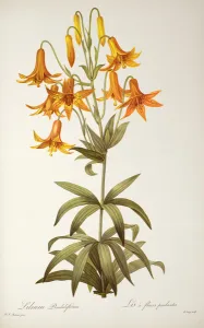 Lilium Penduliflorum, from Les Liliacees, 1811 (coloured engraving) Lilium Penduliflorum, from Les Liliacees, 1811 (coloured engraving)