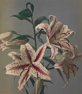 Photomechanical Gallery: Lily, 1896 (hand-coloured collotype)