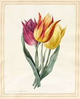 Images Dated 17th September 2012: Three Lily Tulips (w / c with some bodycolour on vellum)
