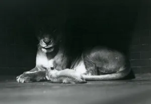 A Lion cub Lying down with its mother in the shadow of the rear of their enclosure A Lion cub Lying down with its mother in the shadow of the rear of their enclosure