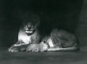 A Lioness and cub lying down in the shadow of the rear of their enclosure, London Zoo A Lioness and cub lying down in the shadow of the rear of their enclosure, London Zoo