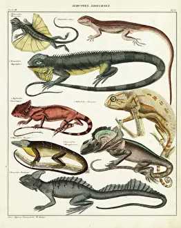 lizard-species-flying-dragon-