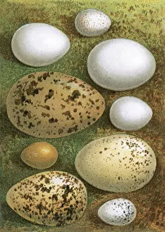 Sea Gull Gallery: Eggs