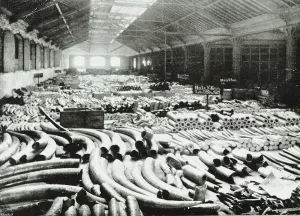 London Docks: ivory warehouse, 1895 (b/w photo) London Docks: ivory warehouse, 1895 (b/w photo)
