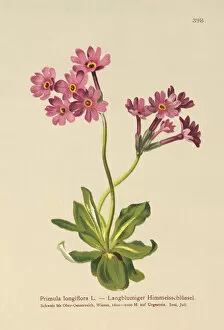 Primulaceae Gallery: Long-flowered Primrose (Primula longiflora) (colour litho)