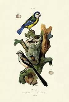 Long-tailed Tit, 1833-39 (coloured engraving)