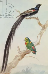 A Long-tailed Widowbird and a blue-crowned hanging parrot, 1783 (chalk A Long-tailed Widowbird and a blue-crowned hanging parrot, 1783 (chalk