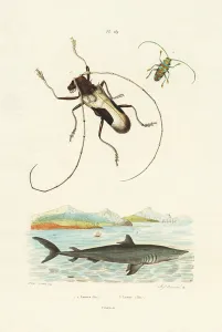 Longhorn Beetles, 1833-39 (coloured engraving) Longhorn Beetles, 1833-39 (coloured engraving)
