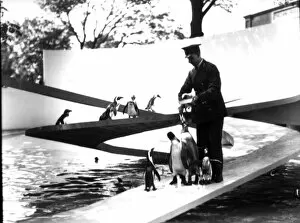 South Pole Gallery: Lubetkin Penguin Pool, January 1934 (b / w photo)
