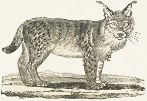 Lynx Gallery: Lynx, 1850 (engraving)