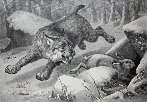 Lynx Gallery: Lynx following a snow hare that takes refuge in a small cave