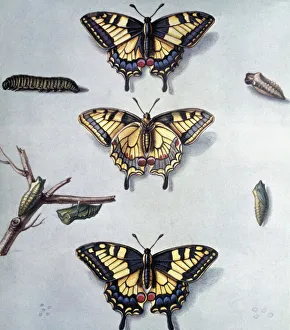 Macaon METAMORFOSI (Papilio Machaon), 18th century (engraving) Macaon METAMORFOSI (Papilio Machaon), 18th century (engraving)