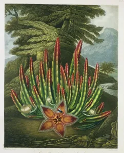 The Maggot-Bearing Stapelia, engraved by Stadler, from The Temple of Flora' The Maggot-Bearing Stapelia, engraved by Stadler, from The Temple of Flora'